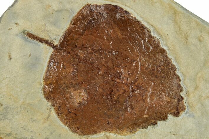 Fossil Leaf (Zizyphoides) - Montana #262761